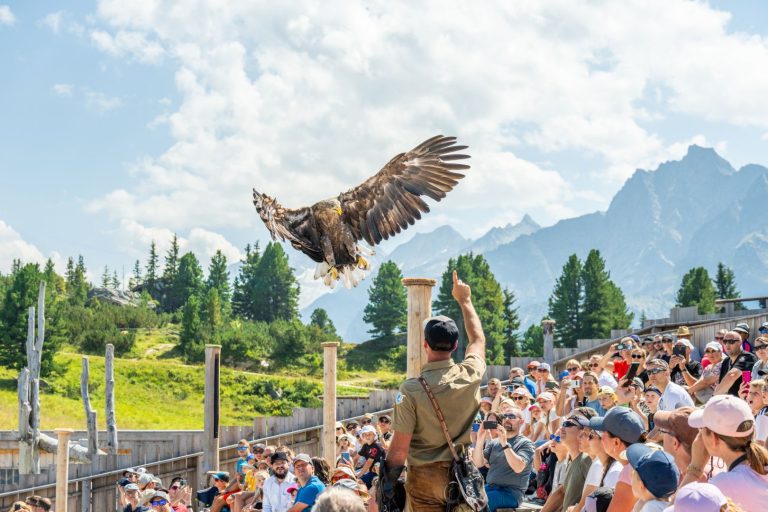 Greifvogelvorführung an der Adlerbühne am Ahorn in Mayrhofen für Gäste der Lieblingsnest Apartments